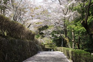 亀居城跡で桜
